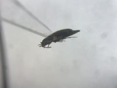 Spilotus quadripustulatus