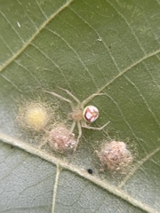 Araneus guttulatus