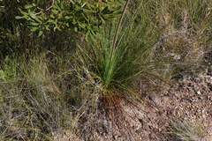 Xanthorrhoea fulva