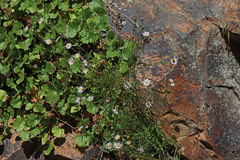 Erigeron arenarioides