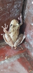Scinax