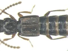 Coprophilus striatulus