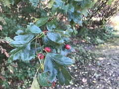 Crataegus