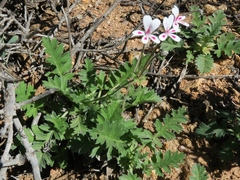 Pelargonium pulchellum