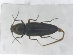 Cardiophorus convexus