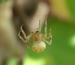 Araneus diadematus