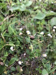 Euphrasia stricta