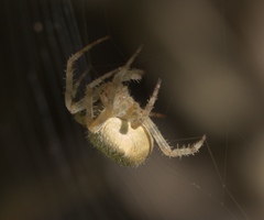 Araneus diadematus