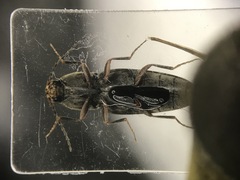 Cardiophorus convexus