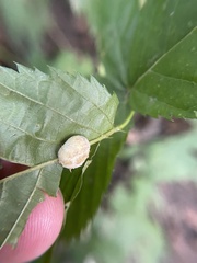 Neolasioptera farinosa
