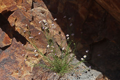 Erigeron arenarioides