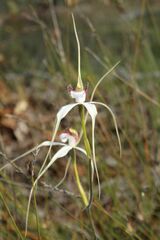 Caladenia longicauda
