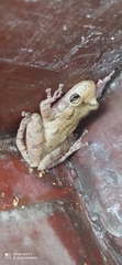 Scinax