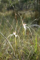 Caladenia longicauda