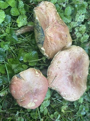 Hortiboletus campestris