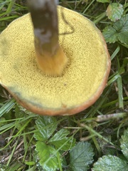 Hortiboletus campestris