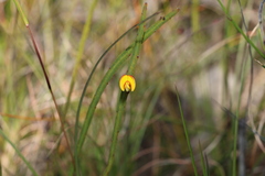 Bossiaea ensata