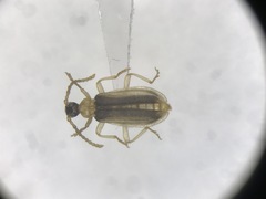 Ischalia costata