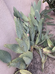Opuntia engelmannii