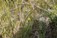 Bossiaea ensata