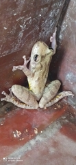 Scinax