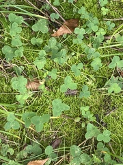 Trifolium repens