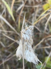 Eriophorum angustifolium
