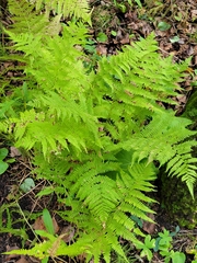 Athyrium angustum