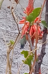 Cynanthus latirostris