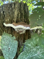 Ischnoderma resinosum