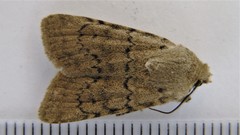 Euxoa comosa
