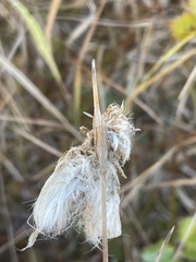 Eriophorum angustifolium