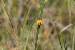 Bossiaea ensata