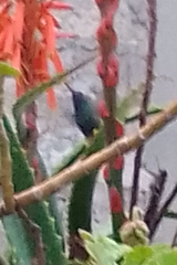 Cynanthus latirostris