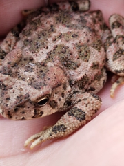 Incilius occidentalis