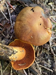 Cortinarius semisanguineus