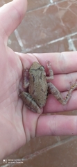 Scinax