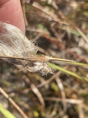 Eriophorum angustifolium
