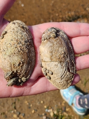 Unionidae
