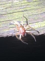 Clubionidae