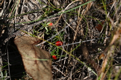 Acrotriche aggregata