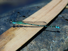 Austroagrion exclamationis