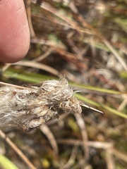 Eriophorum angustifolium
