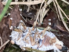 Beauveria bassiana