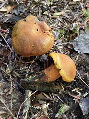 Cortinarius semisanguineus