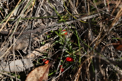 Acrotriche aggregata