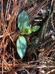 Chiloglottis