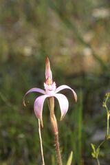 Caladenia hirta rosea