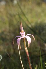 Caladenia hirta rosea