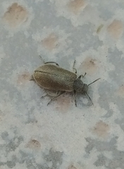 Lagria villosa